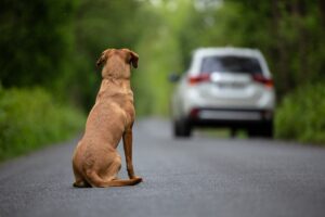 Es necesario tener un plan para las mascotas en caso de detención por parte del ICE.